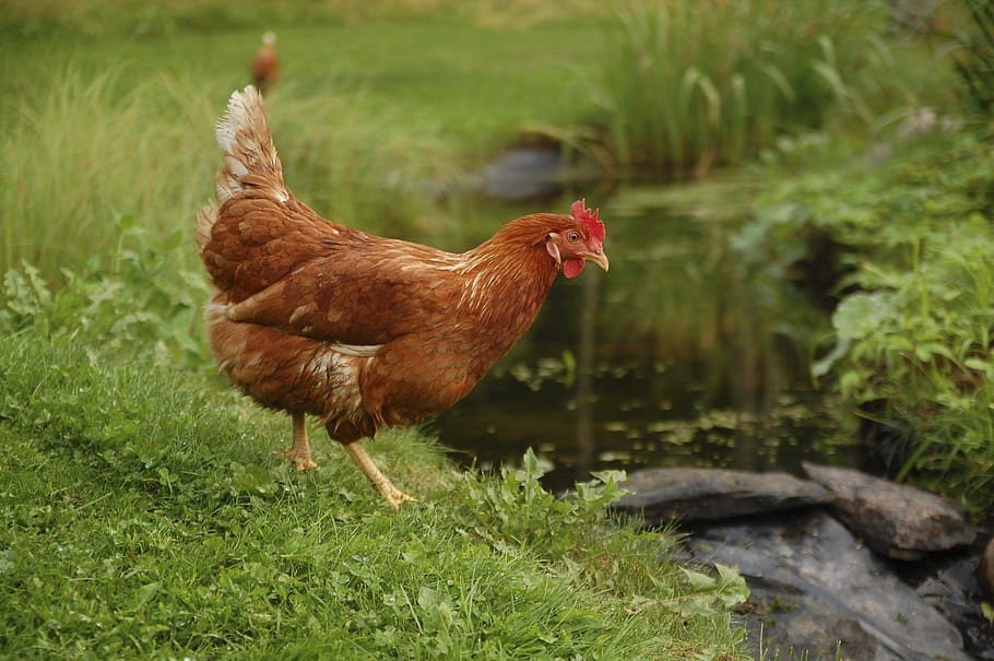 Chickens tell tale of human migration across Pacific