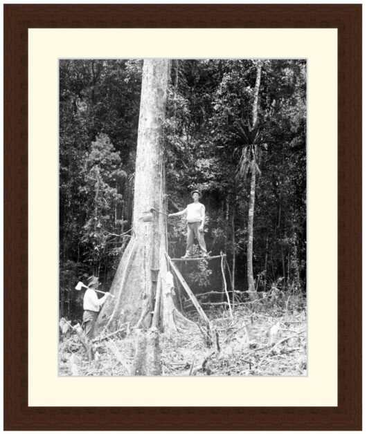 Felling a Tree, Queensland, circa 1900 - Framed Print