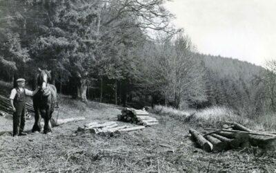 The colonial origins of scientific forestry in Britain