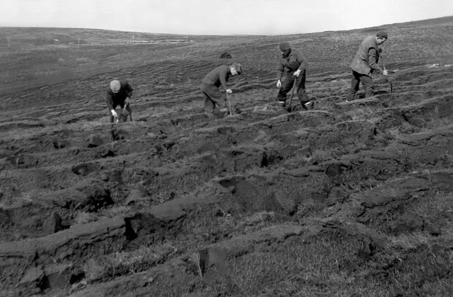 The colonial origins of scientific forestry in Britain - History Guild