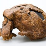 When did Homo erectus die out? A fresh look at the demise of an ancient human species over 100,000 years ago