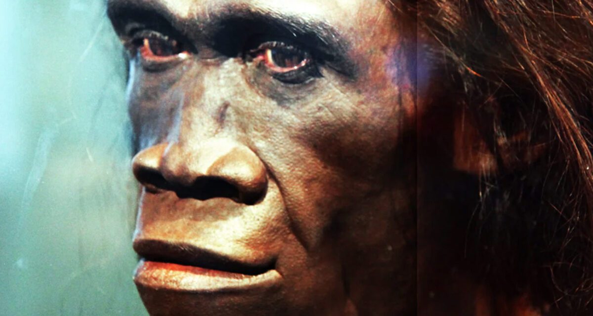 A snapshot of our mysterious ancestor Homo erectus