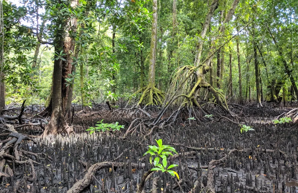 5,700 years of sea-level change in Micronesia hint at humans arriving much earlier than we thought