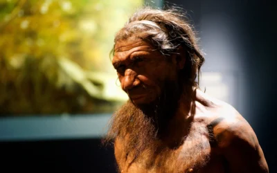 Neanderthals were no brutes – research reveals they may have been precision workers