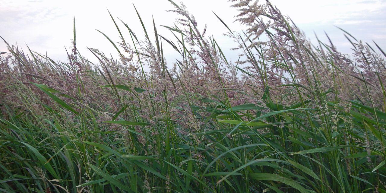 Farmers or foragers? Pre-colonial Aboriginal food production was hardly that simple