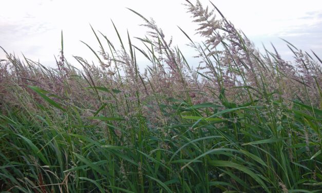 Farmers or foragers? Pre-colonial Aboriginal food production was hardly that simple