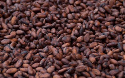The World’s Sweet Tooth: A Brief History of Chocolate